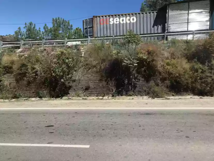 Tree Growing on the side of a flyover wall